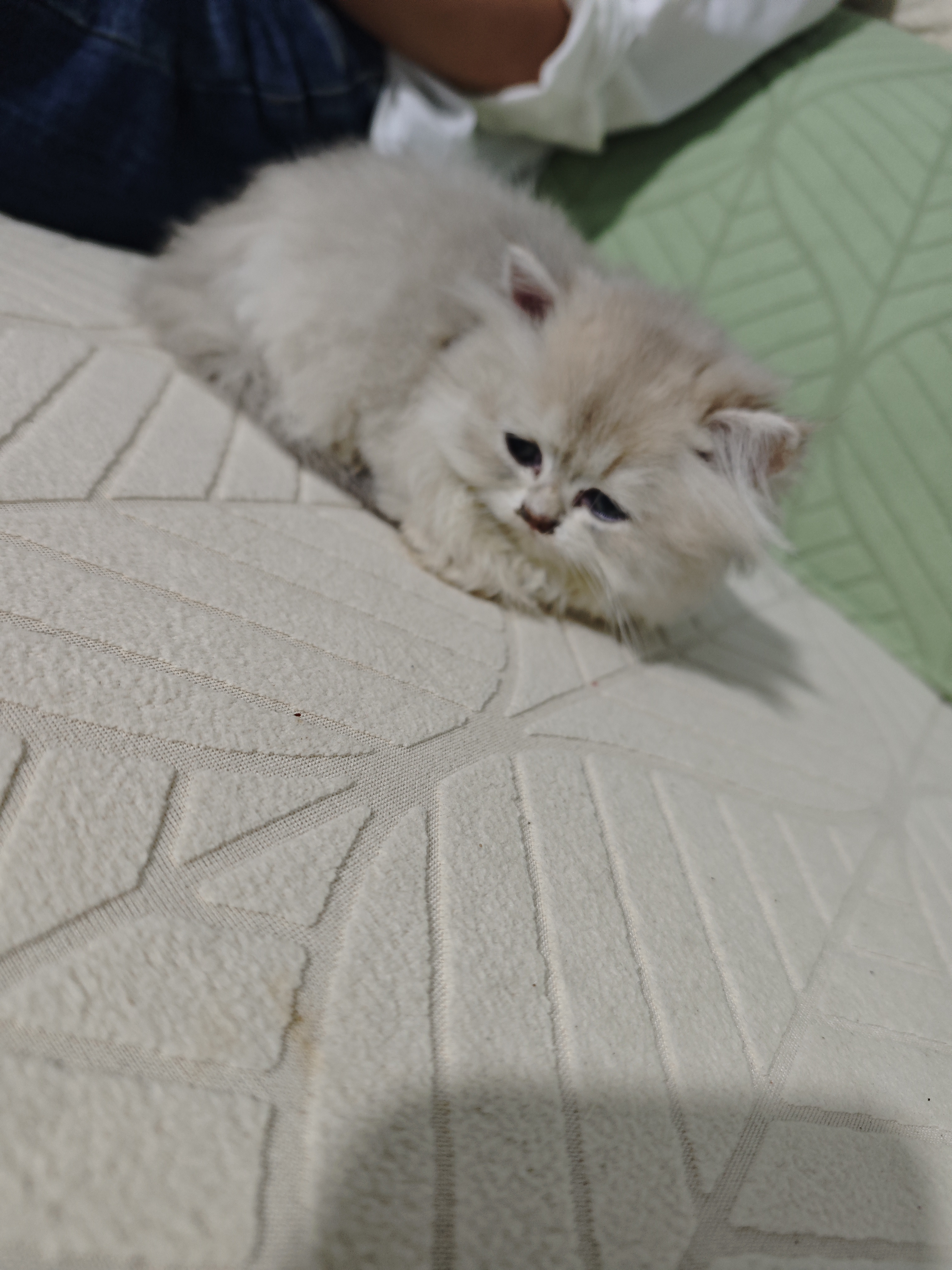 长毛包子脸，性格温柔
